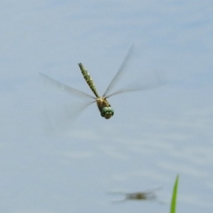 Hemicordulia australiae at Jerrabomberra, NSW - 31 Jan 2018