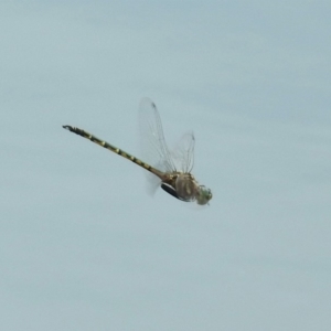 Hemicordulia australiae at Jerrabomberra, NSW - 31 Jan 2018