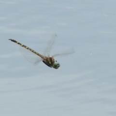 Hemicordulia australiae at Jerrabomberra, NSW - 31 Jan 2018