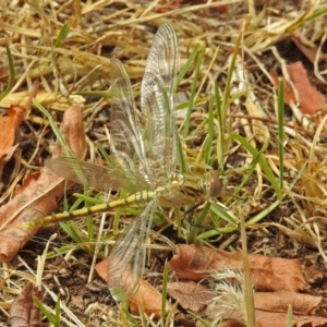 Orthetrum caledonicum at Jerrabomberra, NSW - 31 Jan 2018