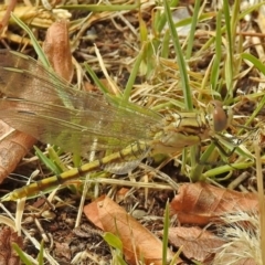 Orthetrum caledonicum at Jerrabomberra, NSW - 31 Jan 2018