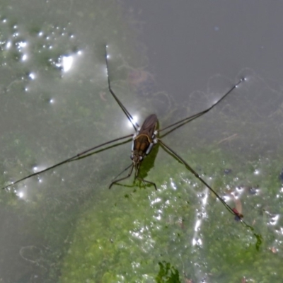 Aquarius antigone (Water strider, pond skater) at Jerrabomberra, NSW - 30 Jan 2018 by RodDeb