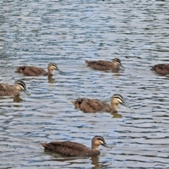 Anas superciliosa (Pacific Black Duck) at Jerrabomberra, NSW - 30 Jan 2018 by RodDeb