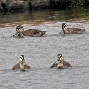 Anas superciliosa at Jerrabomberra, NSW - 31 Jan 2018