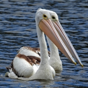 Pelecanus conspicillatus at Jerrabomberra, NSW - 31 Jan 2018