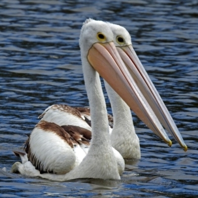 Pelecanus conspicillatus (Australian Pelican) at Jerrabomberra, NSW - 30 Jan 2018 by RodDeb