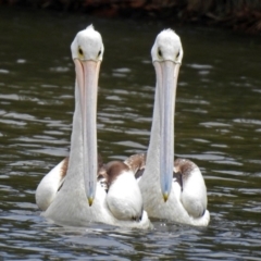 Pelecanus conspicillatus at Jerrabomberra, NSW - 31 Jan 2018