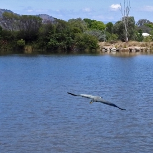 Egretta novaehollandiae at Jerrabomberra, NSW - 31 Jan 2018