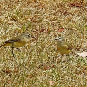 Acanthiza chrysorrhoa at Jerrabomberra, NSW - 31 Jan 2018