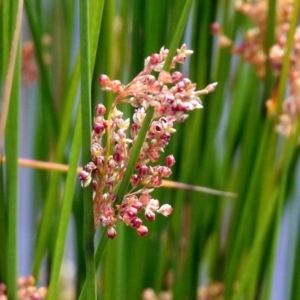 Juncus sp. at Jerrabomberra, NSW - 31 Jan 2018 09:58 AM