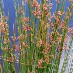 Juncus sp. at Jerrabomberra, NSW - 31 Jan 2018 09:58 AM