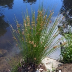 Juncus sp. at Jerrabomberra, NSW - 31 Jan 2018