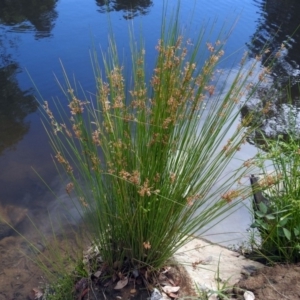 Juncus sp. at Jerrabomberra, NSW - 31 Jan 2018