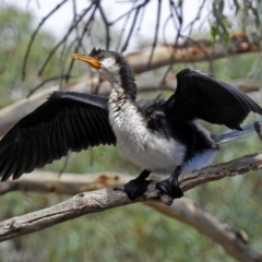 Microcarbo melanoleucos (Little Pied Cormorant) at Jerrabomberra, NSW - 30 Jan 2018 by RodDeb