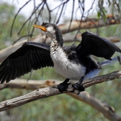 Microcarbo melanoleucos (Little Pied Cormorant) at Jerrabomberra, NSW - 30 Jan 2018 by RodDeb