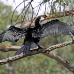 Microcarbo melanoleucos at Jerrabomberra, NSW - 31 Jan 2018