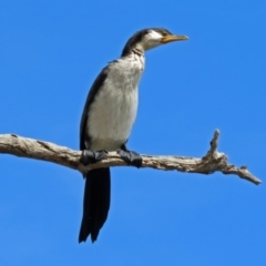 Microcarbo melanoleucos at Jerrabomberra, NSW - 31 Jan 2018