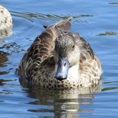 Anas gracilis (Grey Teal) at Jerrabomberra, NSW - 31 Jan 2018 by RodDeb