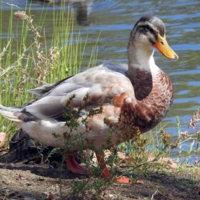 Anas platyrhynchos (Mallard (Domestic Type)) at Jerrabomberra, NSW - 30 Jan 2018 by RodDeb