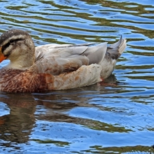 Anas platyrhynchos at Jerrabomberra, NSW - 31 Jan 2018 09:44 AM