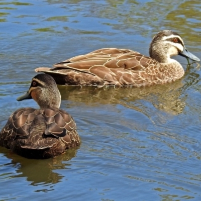 Anas superciliosa (Pacific Black Duck) at Jerrabomberra, NSW - 30 Jan 2018 by RodDeb