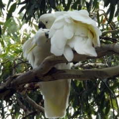 Cacatua galerita (Sulphur-crested Cockatoo) at Jerrabomberra, NSW - 30 Jan 2018 by RodDeb