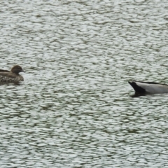 Chenonetta jubata (Australian Wood Duck) at Jerrabomberra, NSW - 31 Jan 2018 by RodDeb