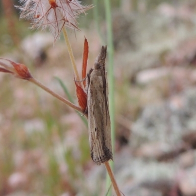 Faveria tritalis (Couchgrass Webworm) at Rob Roy Range - 8 Jan 2018 by MichaelBedingfield