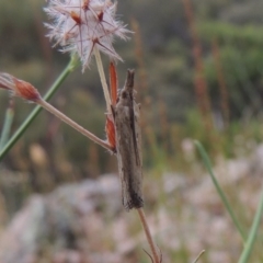 Faveria tritalis at Rob Roy Range - 8 Jan 2018 07:46 PM