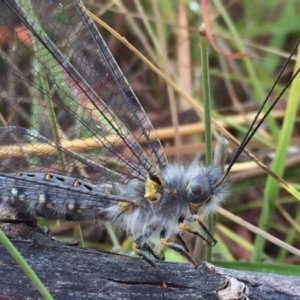 Suhpalacsa sp. (genus) at Googong, NSW - 31 Jan 2018