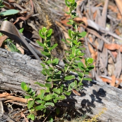 Olearia myrsinoides (Blush Daisy Bush) at Bolaro, NSW - 27 Jan 2018 by DavidMcKay