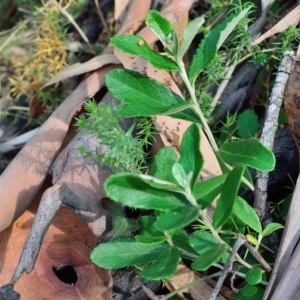 Olearia myrsinoides at Bolaro, NSW - 28 Jan 2018 09:57 AM