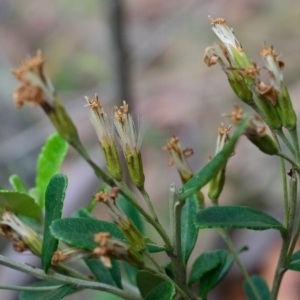 Olearia myrsinoides at Bolaro, NSW - 28 Jan 2018 09:57 AM