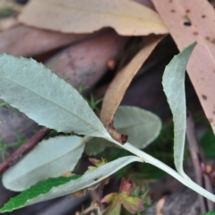 Olearia myrsinoides at Bolaro, NSW - 28 Jan 2018