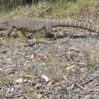 Varanus rosenbergi (Heath or Rosenberg's Monitor) at Booth, ACT - 4 Nov 2014 by MichaelMulvaney