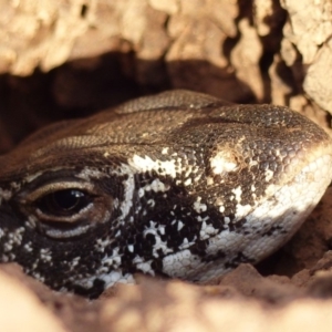 Varanus rosenbergi at Majura, ACT - suppressed