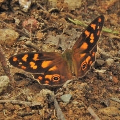 Heteronympha solandri (Solander's Brown) at Cotter River, ACT - 1 Feb 2018 by JohnBundock