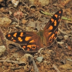 Heteronympha solandri (Solander's Brown) at Cotter River, ACT - 31 Jan 2018 by JohnBundock