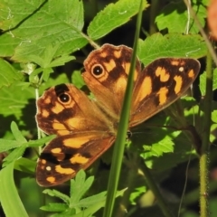 Heteronympha solandri (Solander's Brown) at Cotter River, ACT - 31 Jan 2018 by JohnBundock