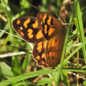 Heteronympha solandri at Cotter River, ACT - 1 Feb 2018 09:15 AM