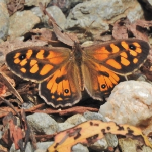 Geitoneura klugii at Cotter River, ACT - 1 Feb 2018 09:37 AM