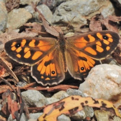 Geitoneura klugii (Marbled Xenica) at Cotter River, ACT - 31 Jan 2018 by JohnBundock