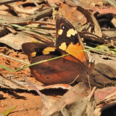 Heteronympha merope (Common Brown Butterfly) at Cotter River, ACT - 31 Jan 2018 by JohnBundock