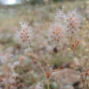 Trifolium arvense var. arvense at Conder, ACT - 8 Jan 2018