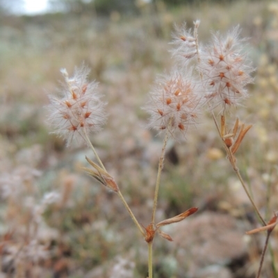 Trifolium arvense var. arvense (Haresfoot Clover) at Rob Roy Range - 8 Jan 2018 by MichaelBedingfield