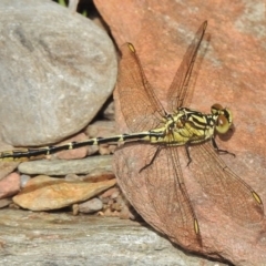 Austrogomphus guerini (Yellow-striped Hunter) at Cotter River, ACT - 31 Jan 2018 by JohnBundock