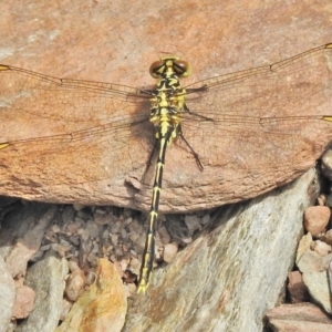 Austrogomphus guerini at Cotter River, ACT - 1 Feb 2018