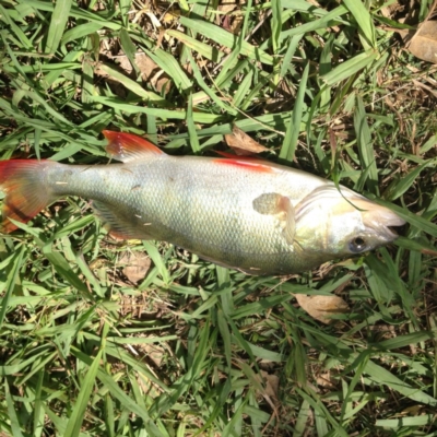 Perca fluviatilis (Redfin) at Yass, NSW - 1 Feb 2018 by GeoffRobertson