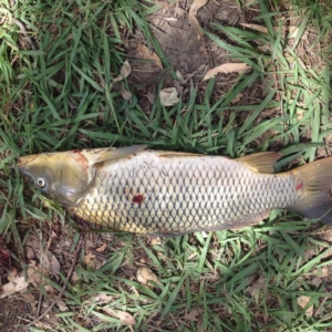 Cyprinus carpio at Yass, NSW - 1 Feb 2018 03:08 PM