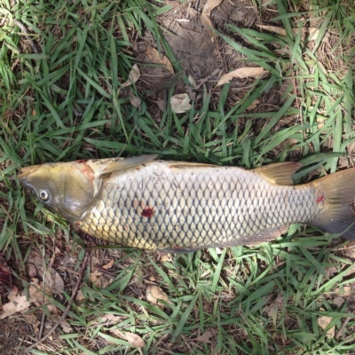 Cyprinus carpio (Common Carp) at Yass, NSW - 1 Feb 2018 by GeoffRobertson